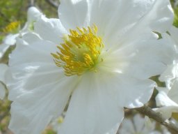 Xylotheca tettensis flower